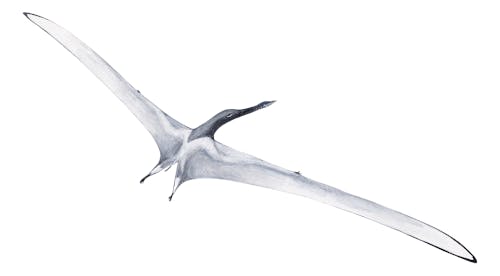 Pteros, The Encyclopedia of Pterosaurs