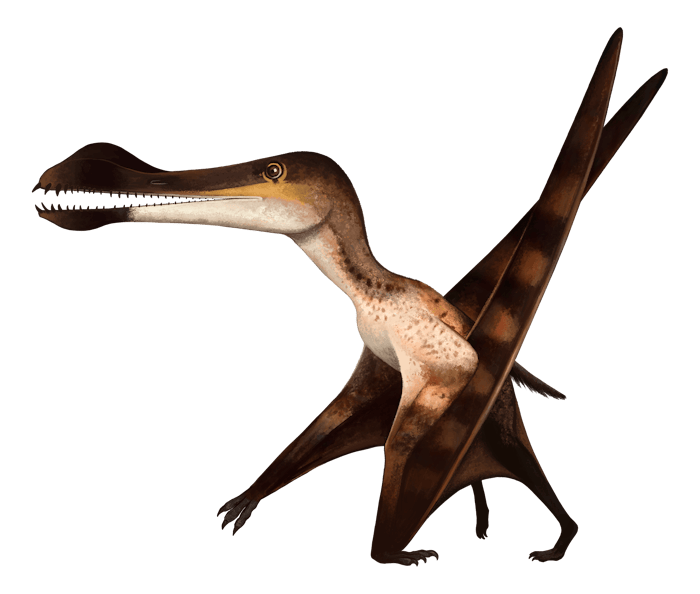 Coloborhynchus