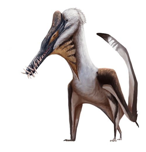 small pterosaur