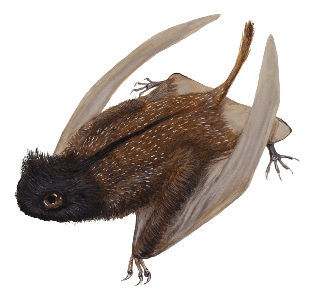 Luopterus