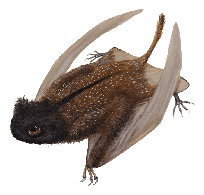 Luopterus