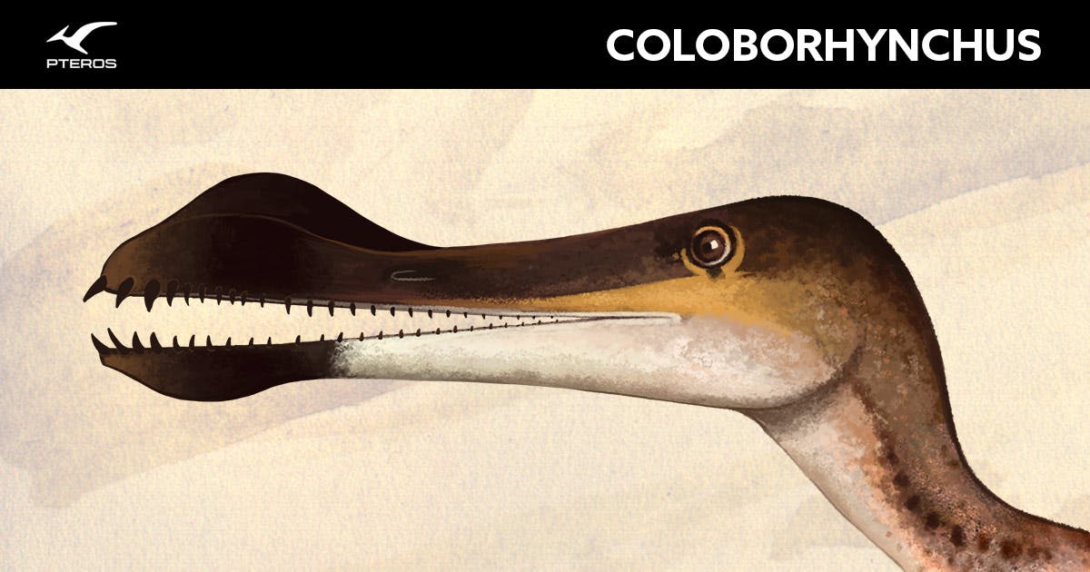 Coloborhynchus Pteros
