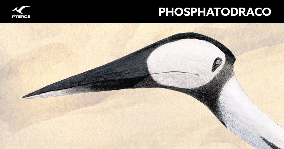 Pterosaurs of the Phosphates - Phosphatodraco by CJCroen on DeviantArt