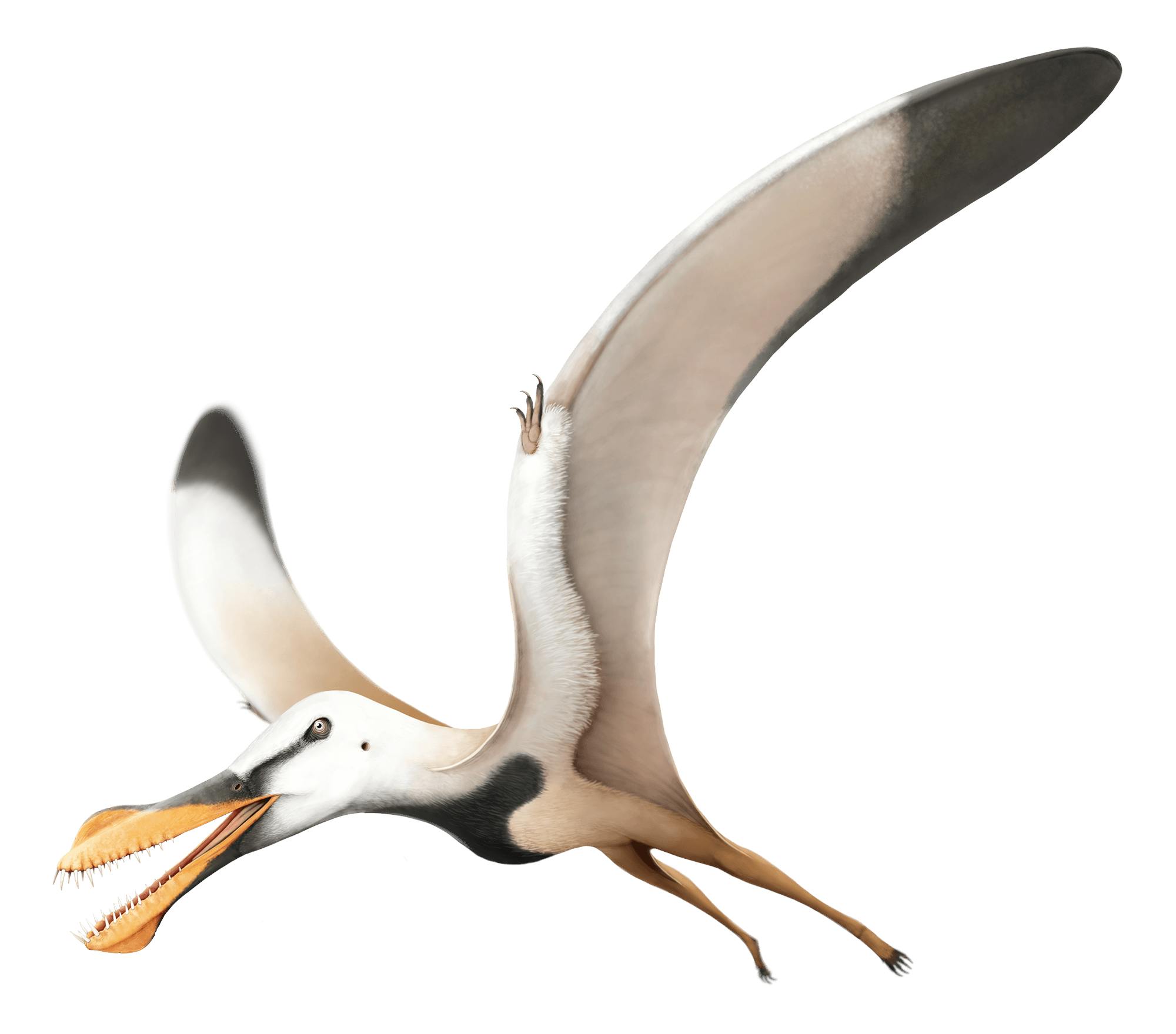 Santanadactylus Santanadactylus