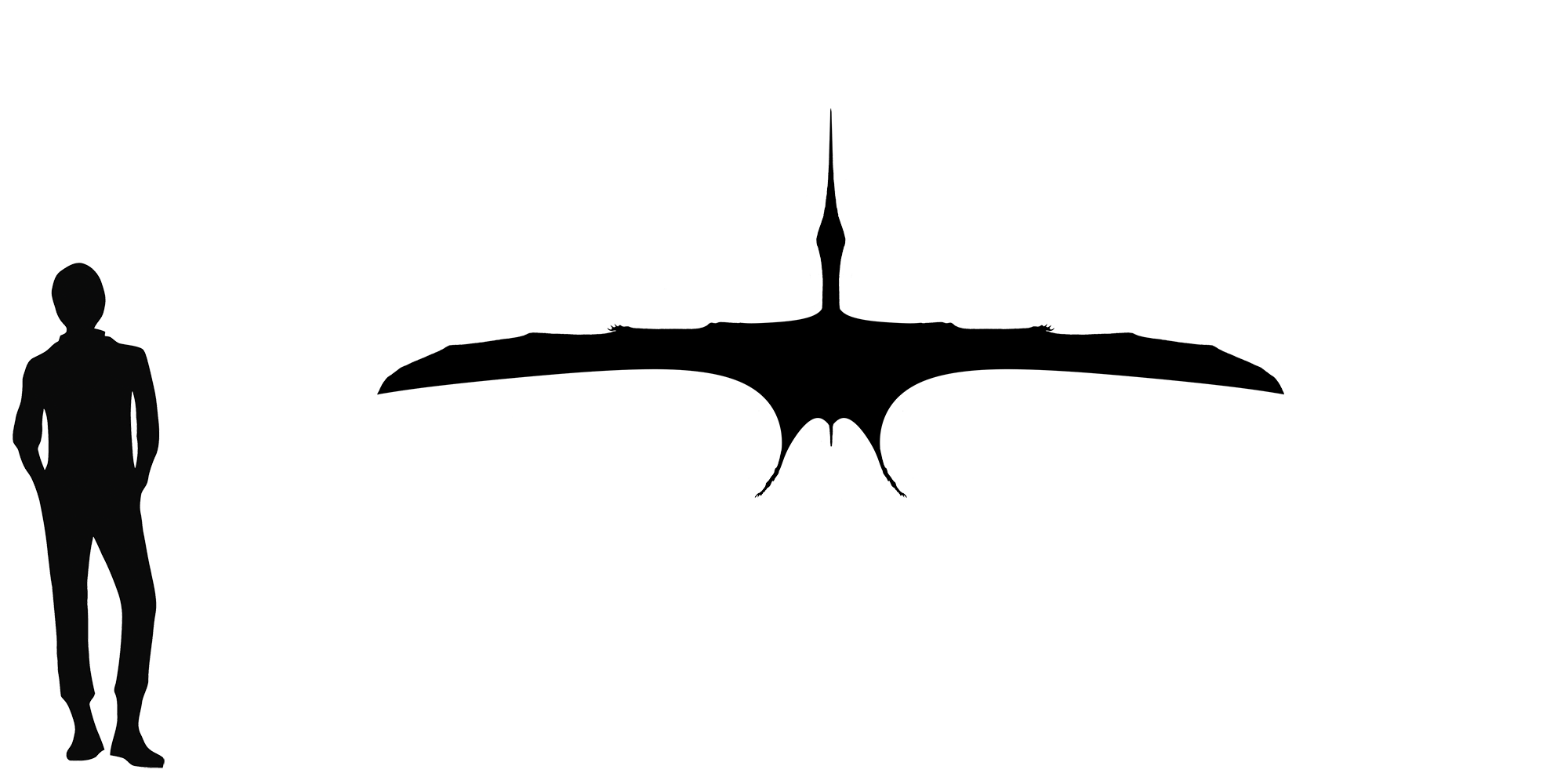 Wingspan Diagram