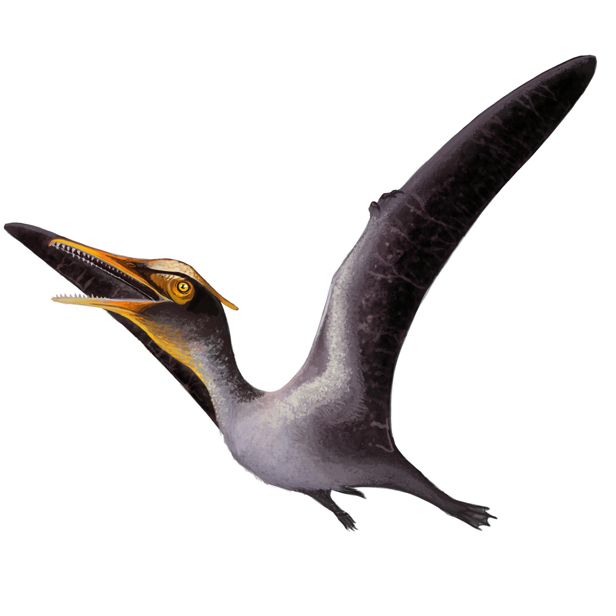 Species New to Science: [Paleontology • 2014] Aerodactylus scolopaciceps  gen. nov. • Pterodactylus scolopaciceps Meyer, 1860 (Pterosauria,  Pterodactyloidea) from the Upper Jurassic of Bavaria, Germany: The Problem  of Cryptic Pterosaur Taxa in Early
