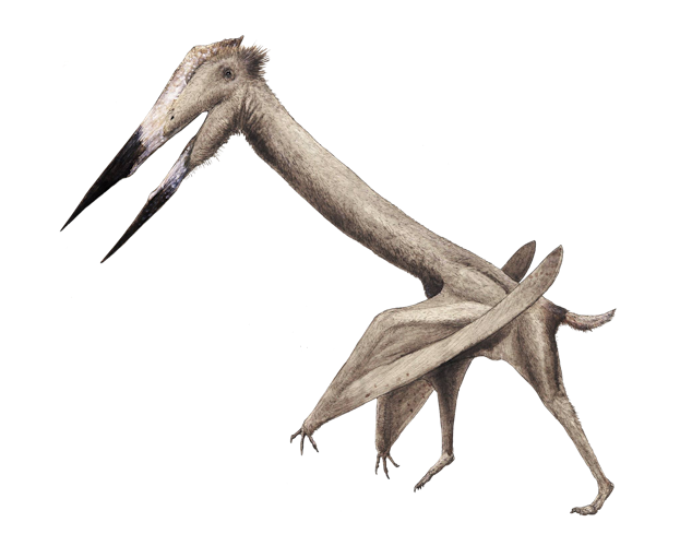 Illustration of Alanqa