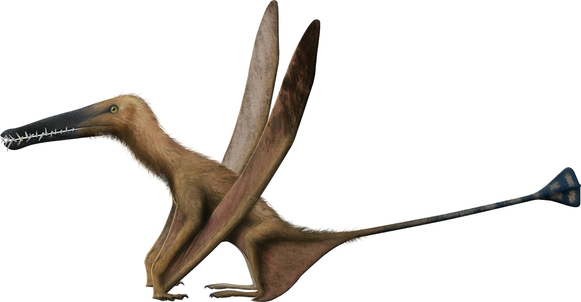 Angustinaripterus Angustinaripterus