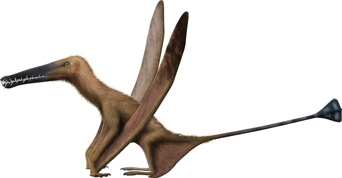 Angustinaripterus