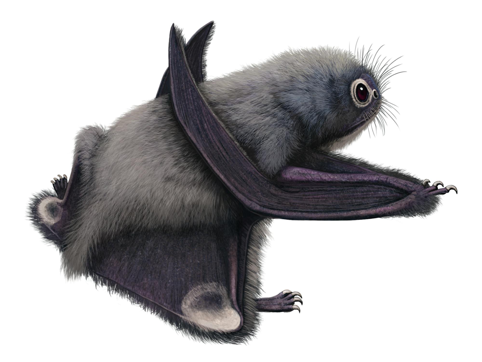 Anurognathus Pteros anurognathus-pteros