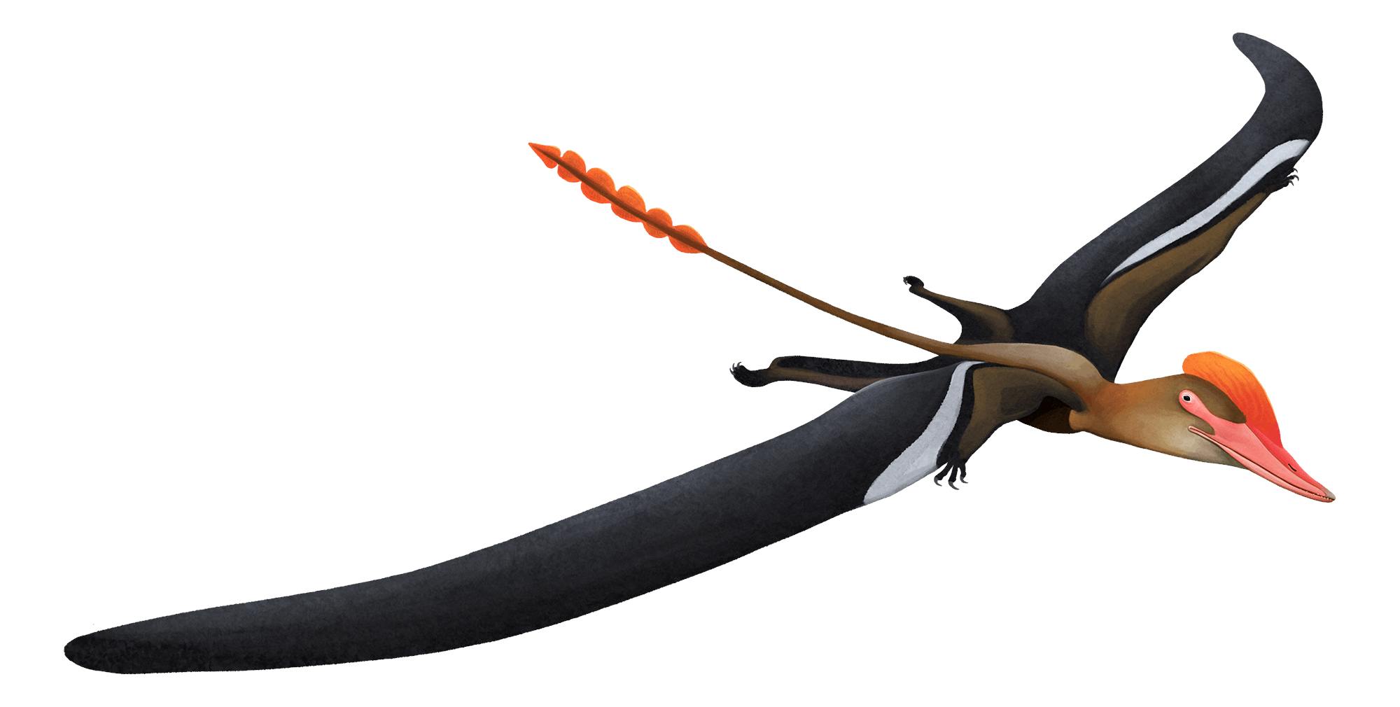 Archaeoistiodactylus