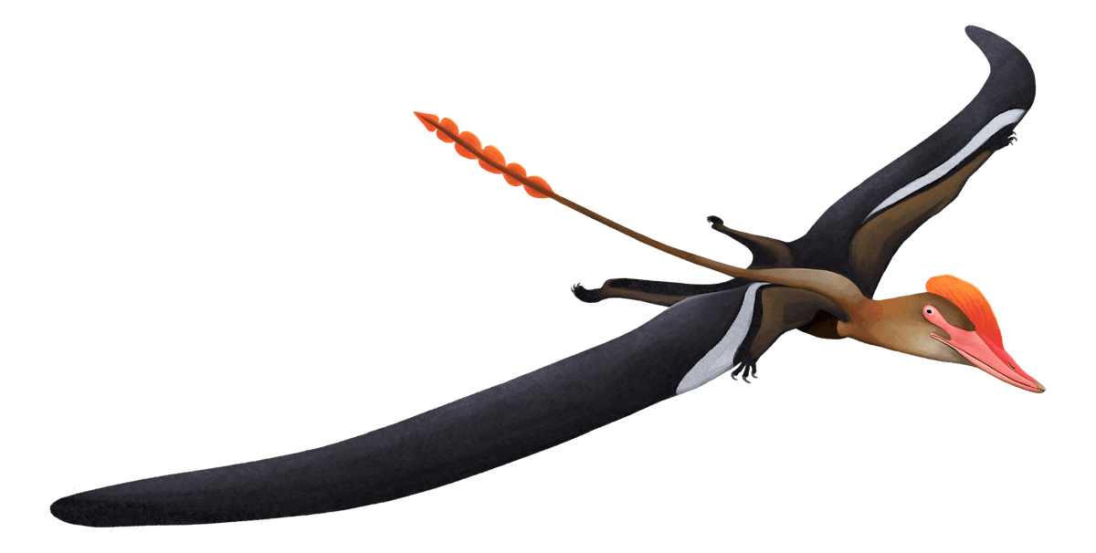 Archaeoistiodactylus