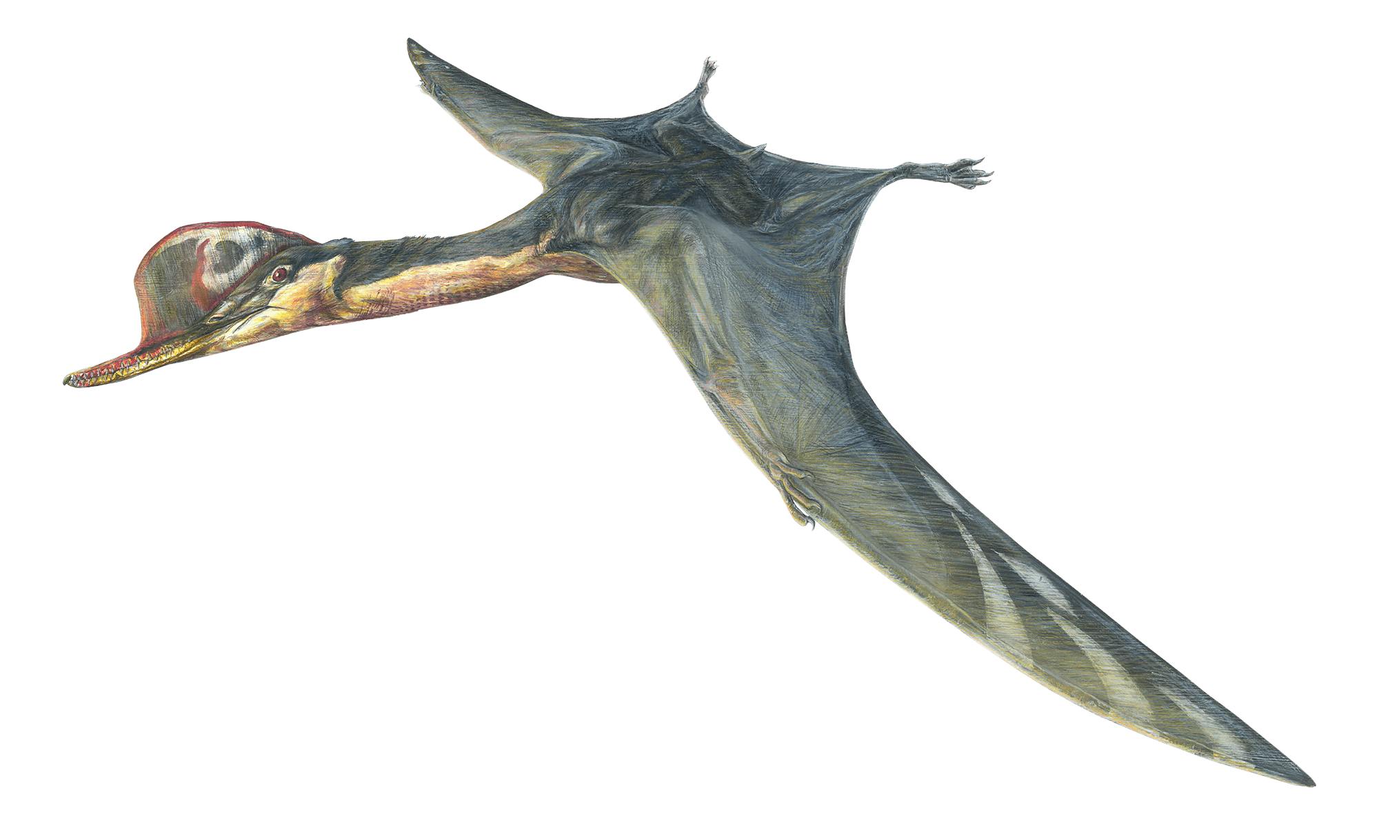 Ardeadactylus Ardeadactylus