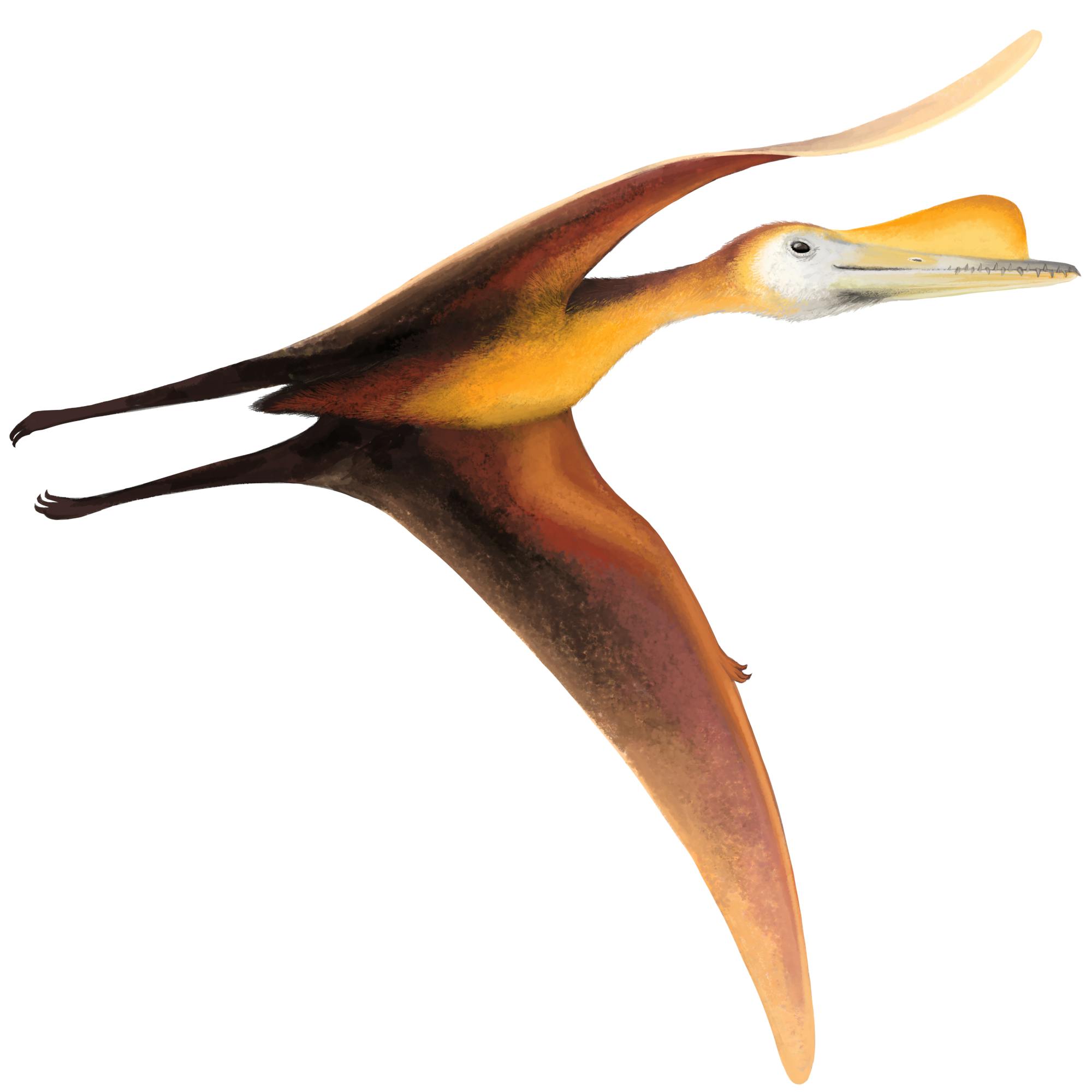 Aurorazhdarcho Aurorazhdarcho