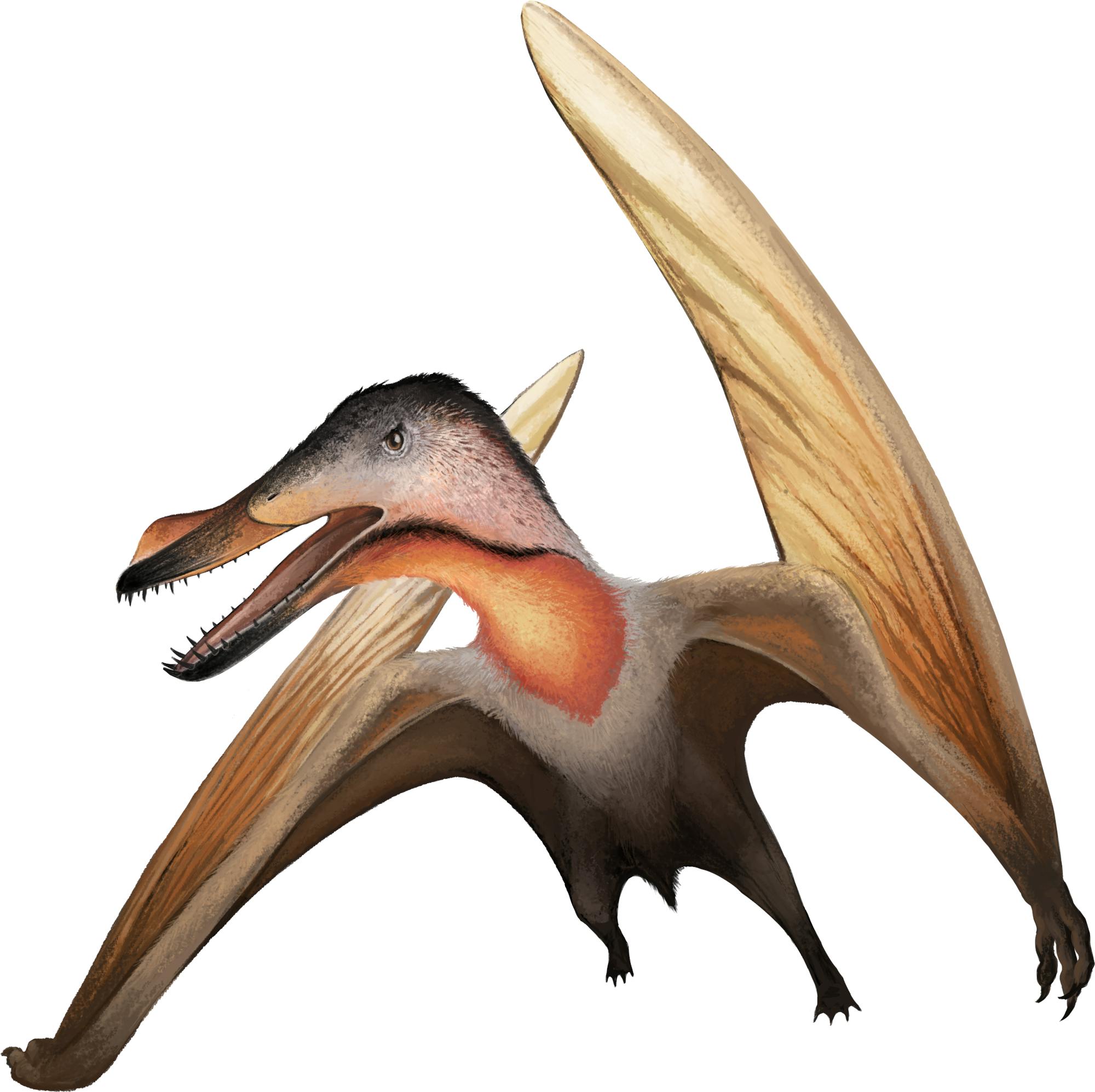 Aussiedraco Aussiedraco