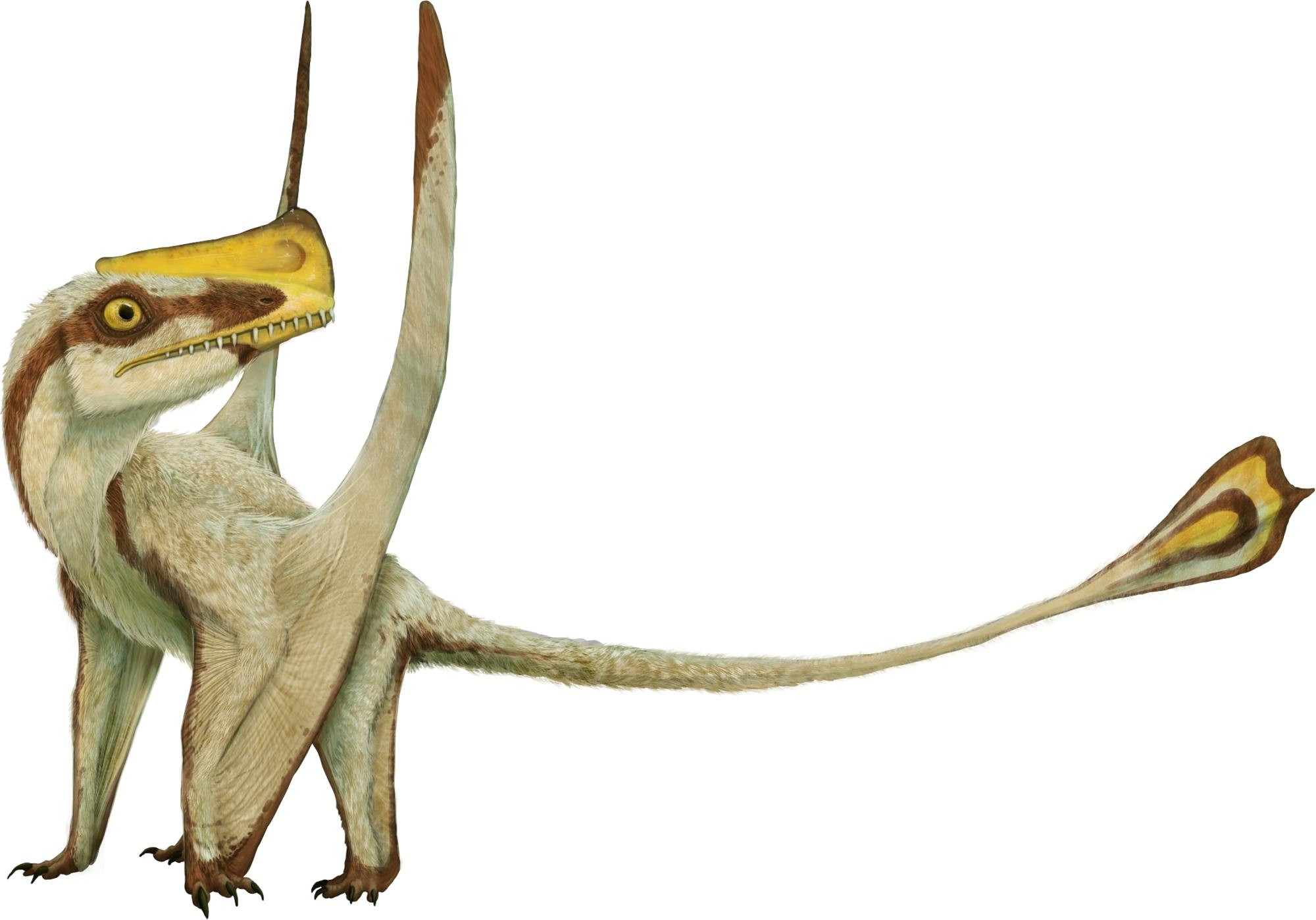 austriadactylus-cristatus_fabrizio-de-rossi.png