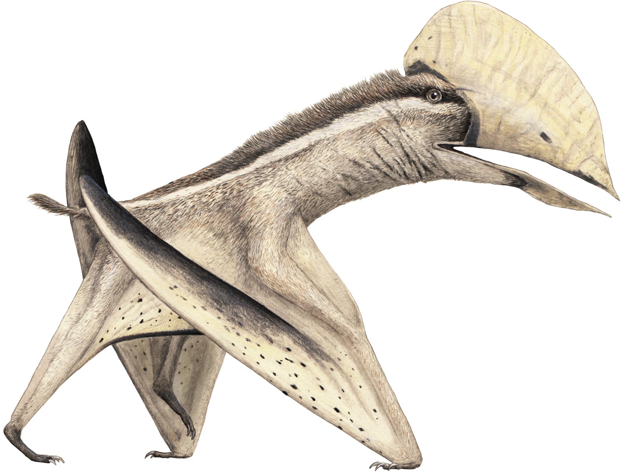 Aymberedactylus Aymberedactylus