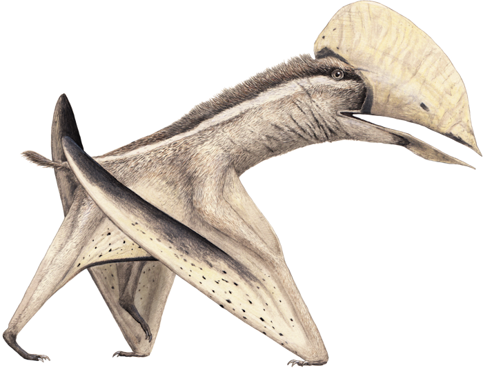 Aymberedactylus