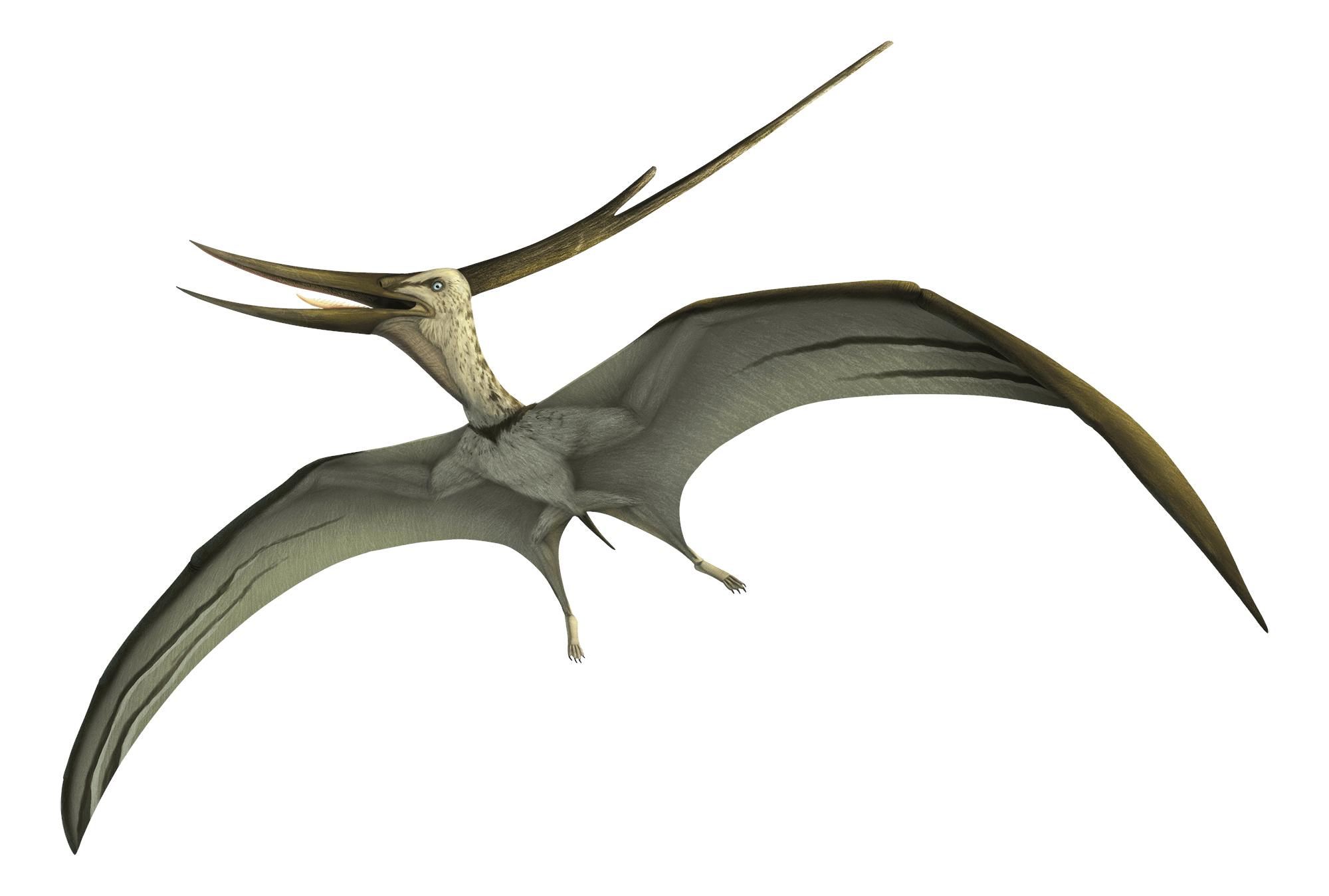 Barbaridactylus Barbaridactylus