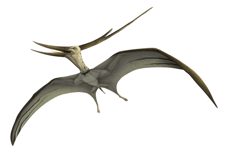 Illustration of Barbaridactylus