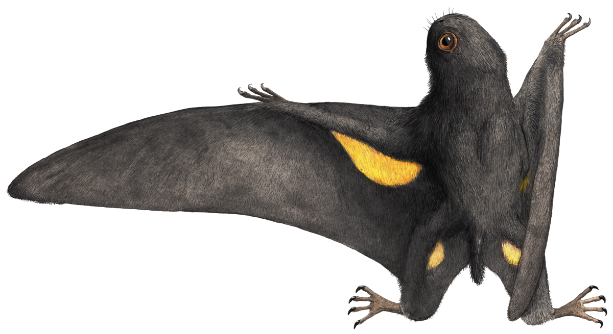Batrachognathus