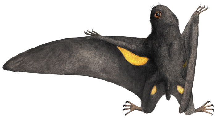 Batrachognathus