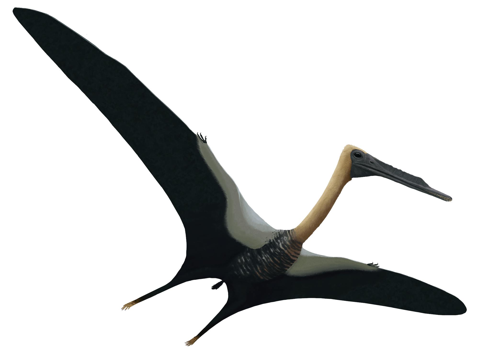 Beipiaopterus