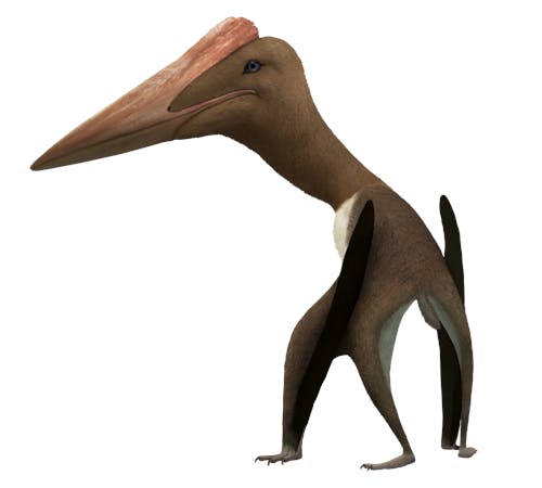 Pteros, The Encyclopedia Of Pterosaurs