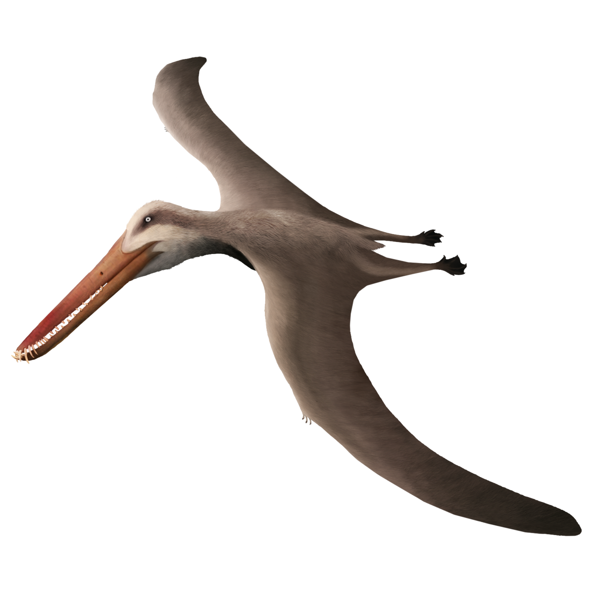 Brasileodactylus