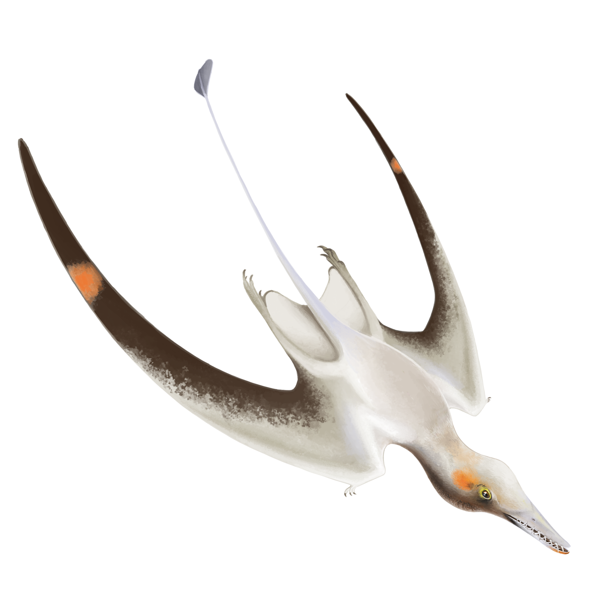 Cacibupteryx