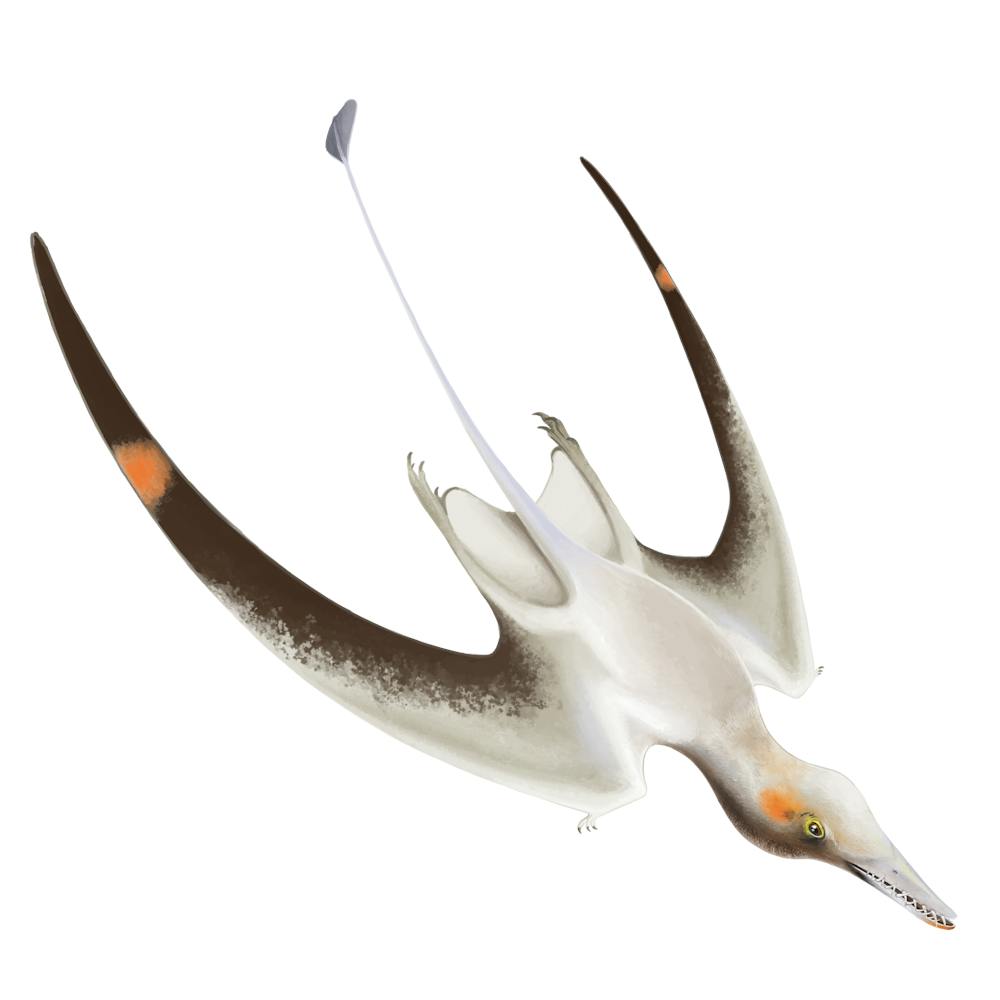 Cacibupteryx