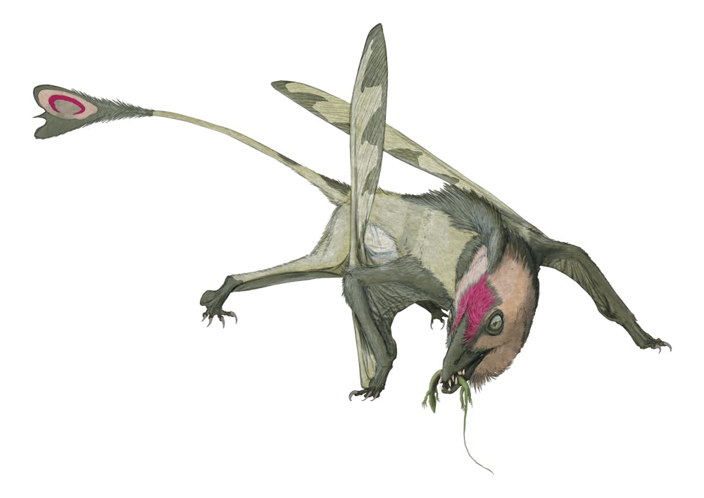 Carniadactylus