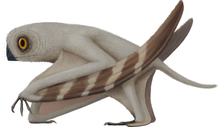 Cascocauda is an anurognathid pterosaur from the Jurassic Tiaojishan Formation of China.