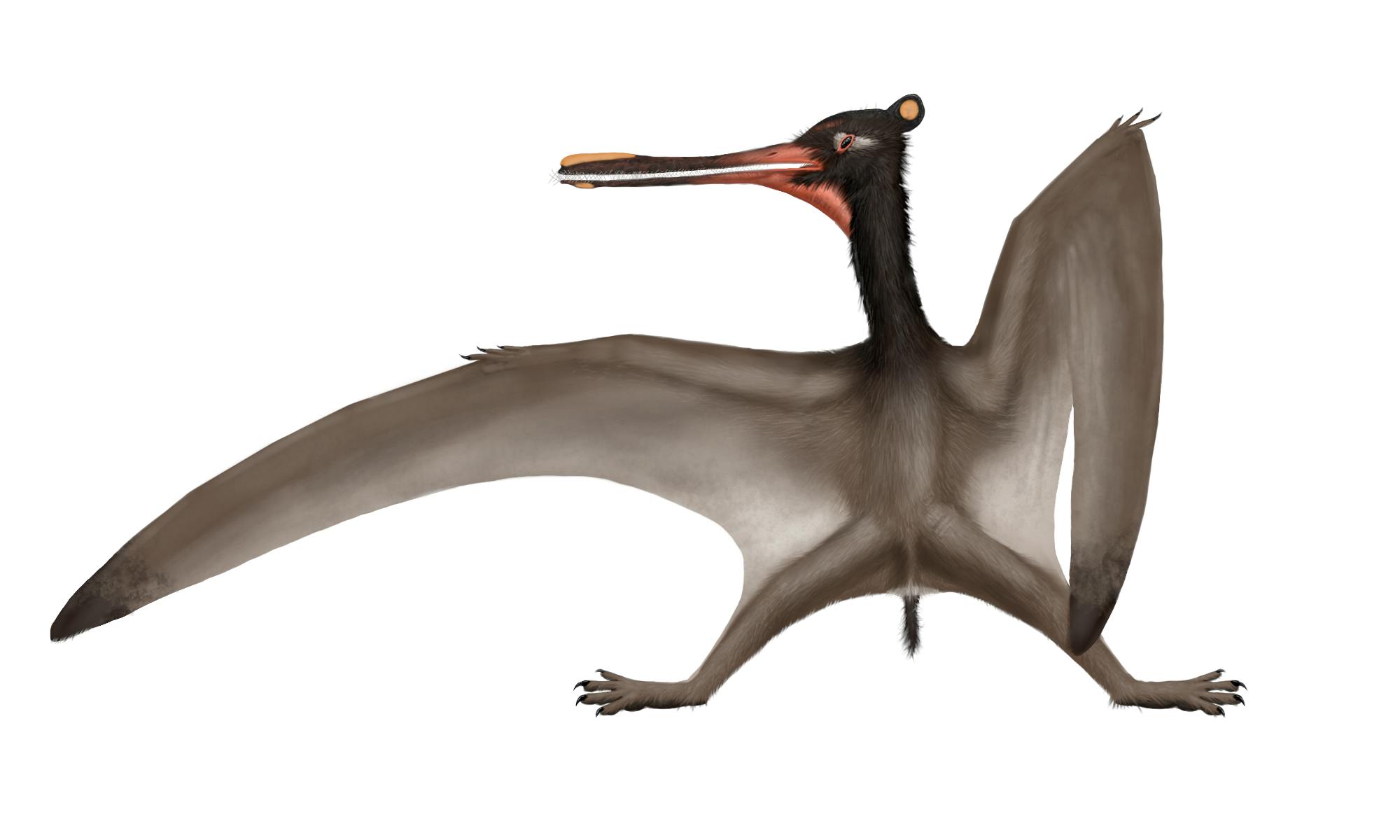 Cathayopterus Cathayopterus