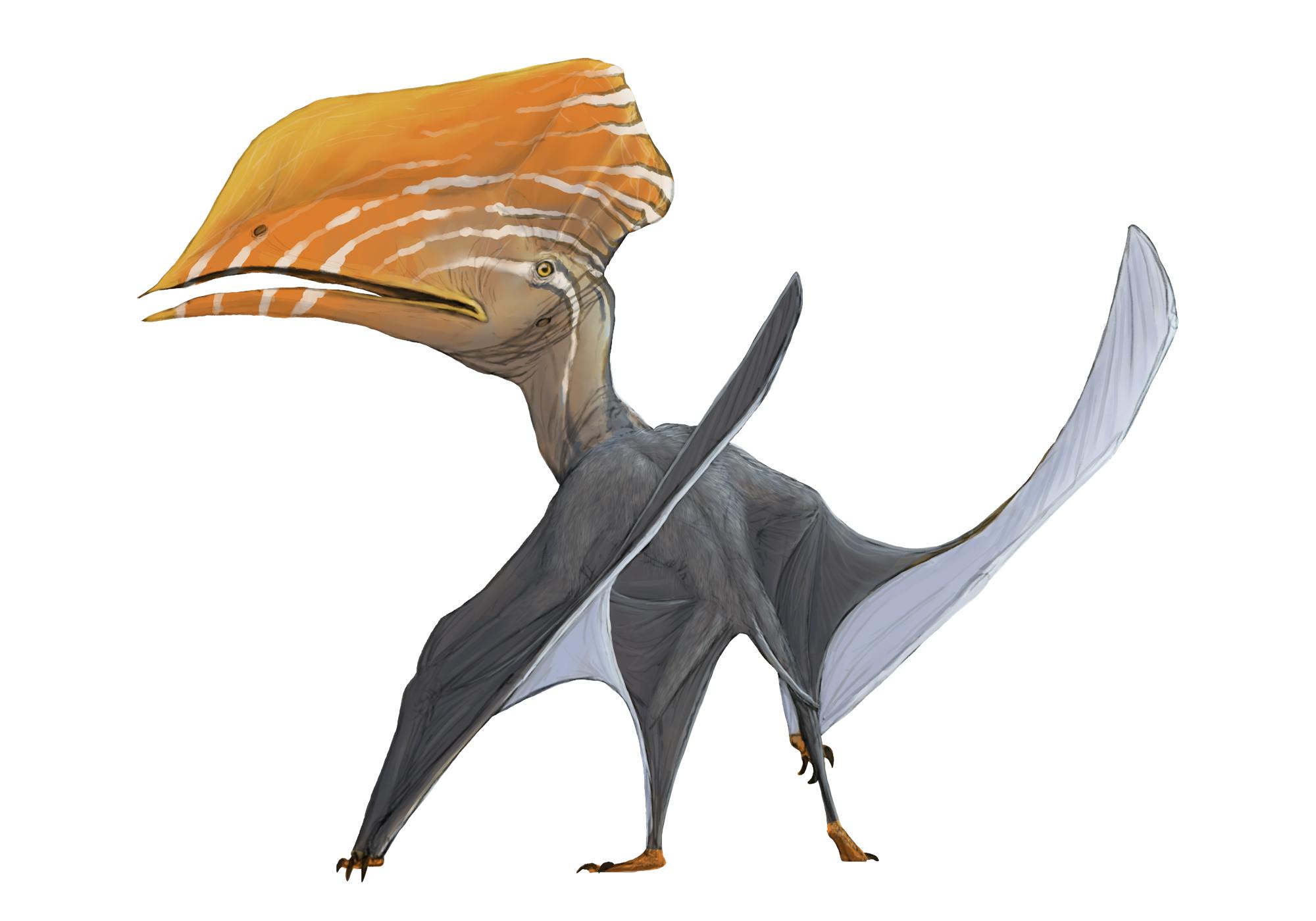 Caupedactylus Caupedactylus