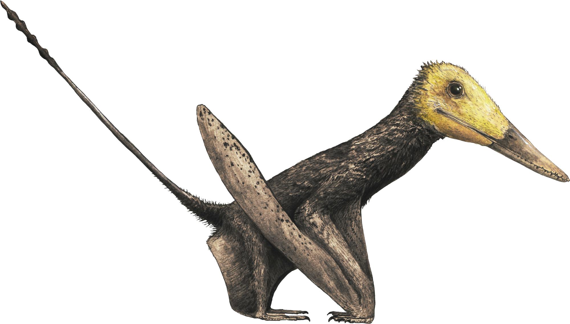 Changchengopterus