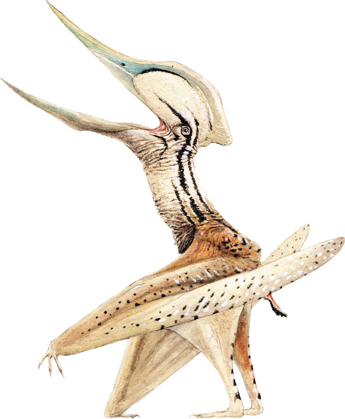 Chaoyangopterus
