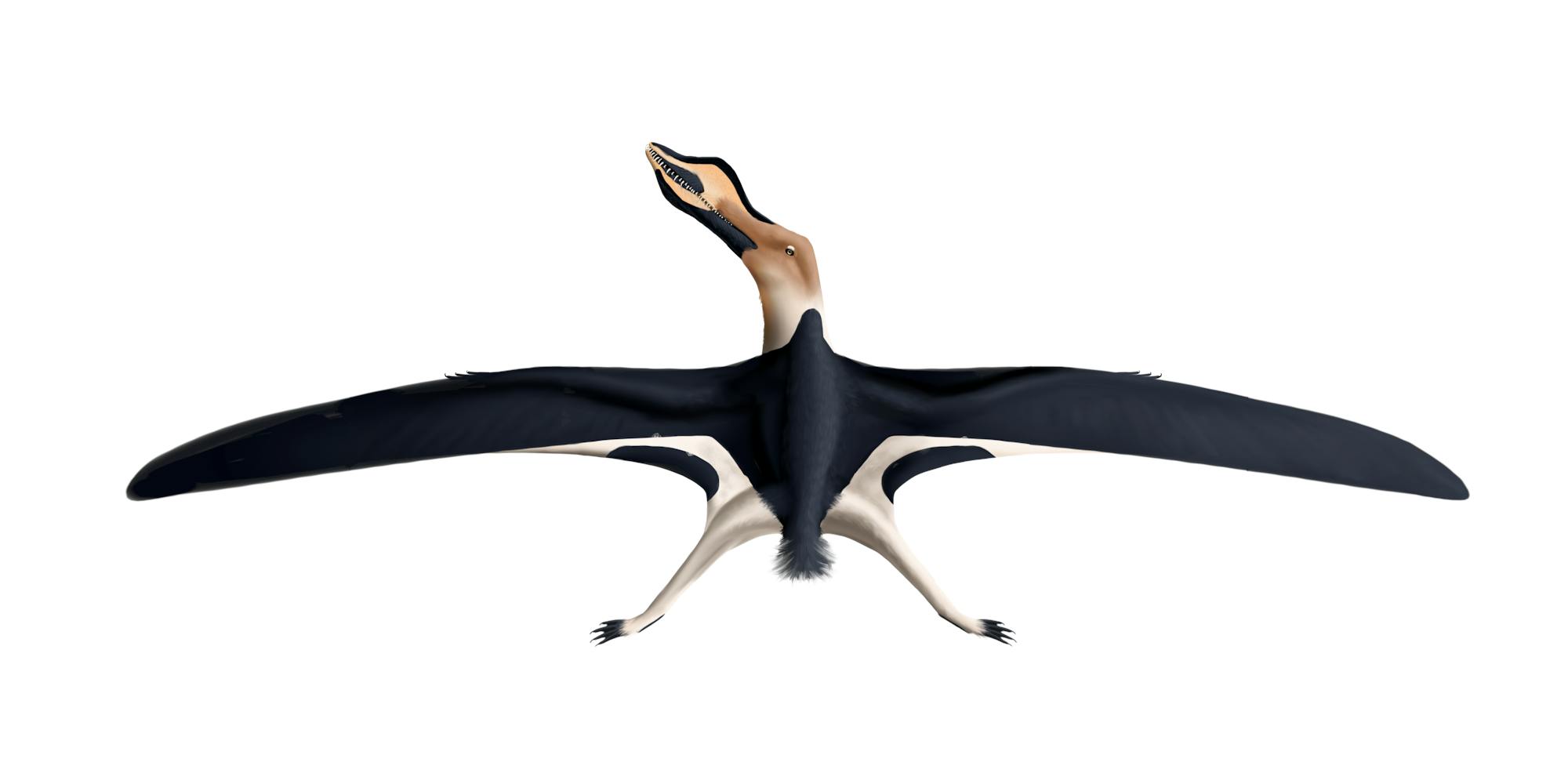 Aetodactylus