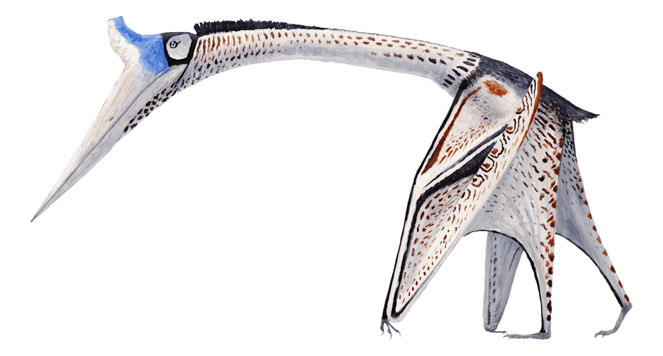 Illustration of Cryodrakon