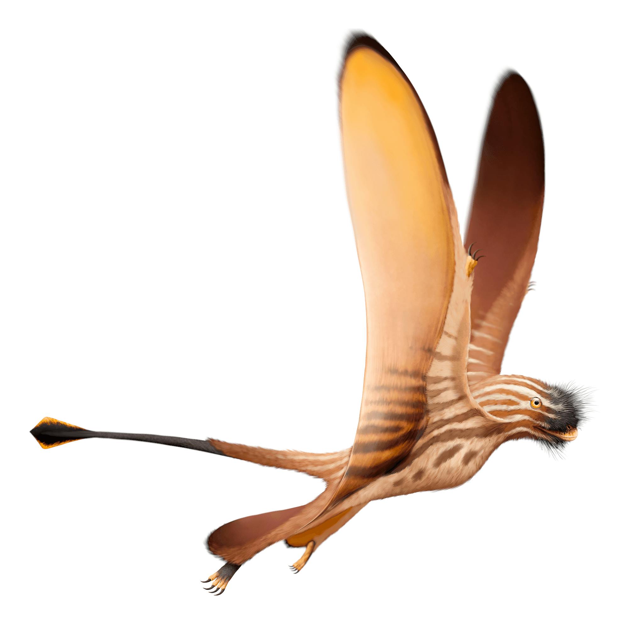Soaring Ordosipterus #earlycretaceous #mesozoic #pterosauria # pterodactyloidea #dsungaripteridae #ordosipterus #china by: @pnsozcyy