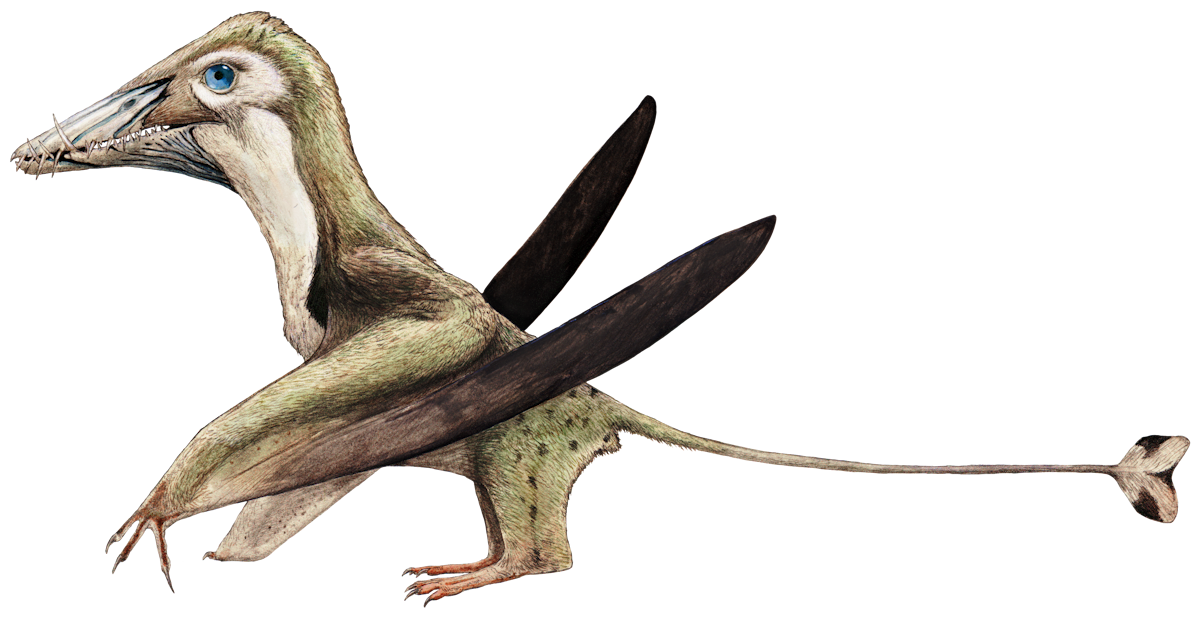 Dorygnathus