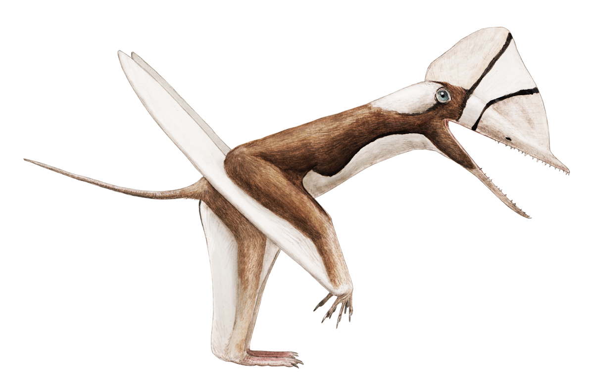 Douzhanopterus