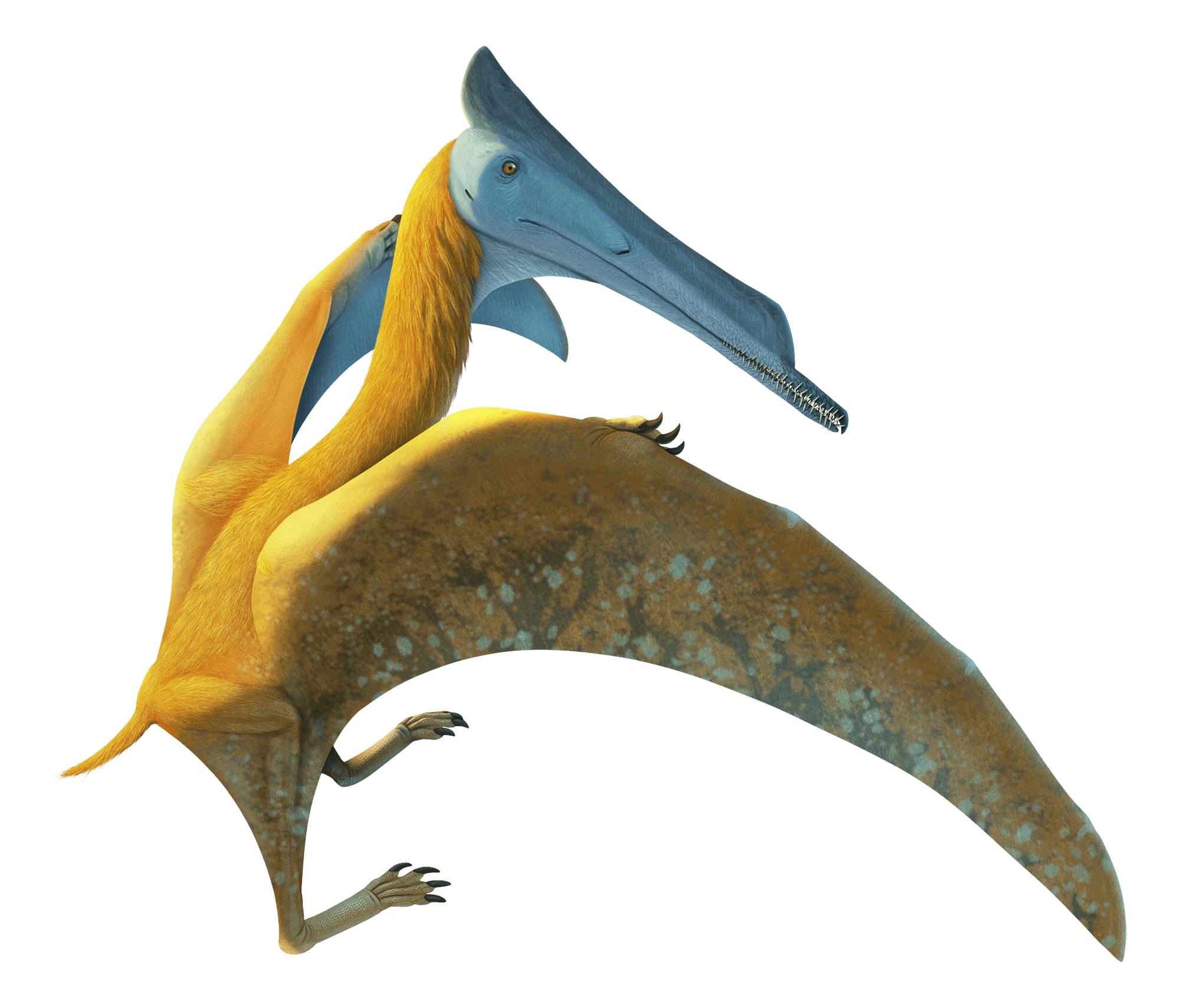 Elanodactylus Elanodactylus