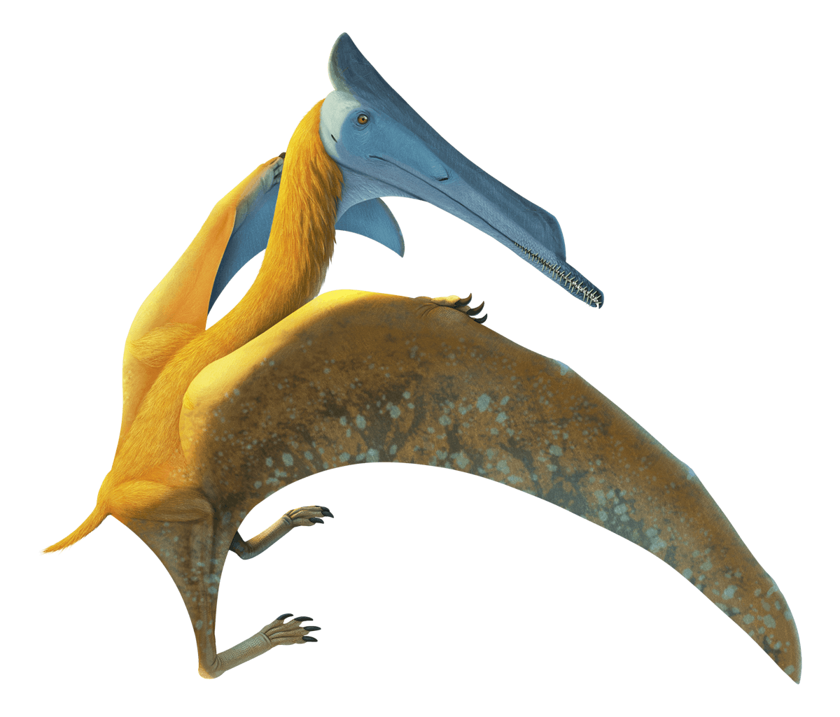 Elanodactylus
