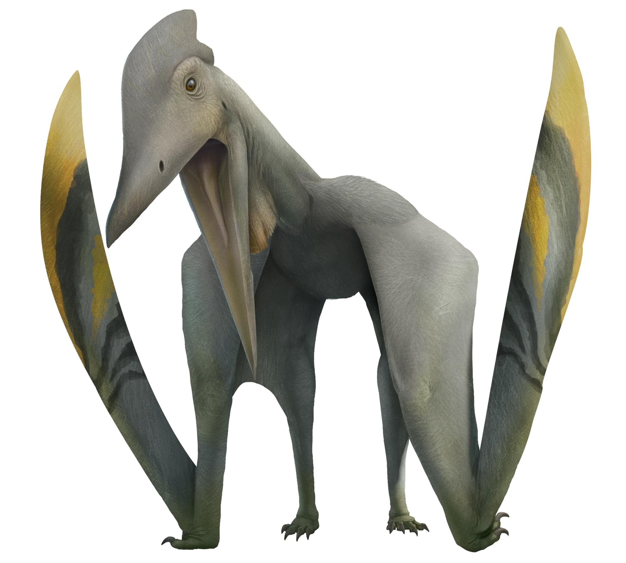 azhdarcho