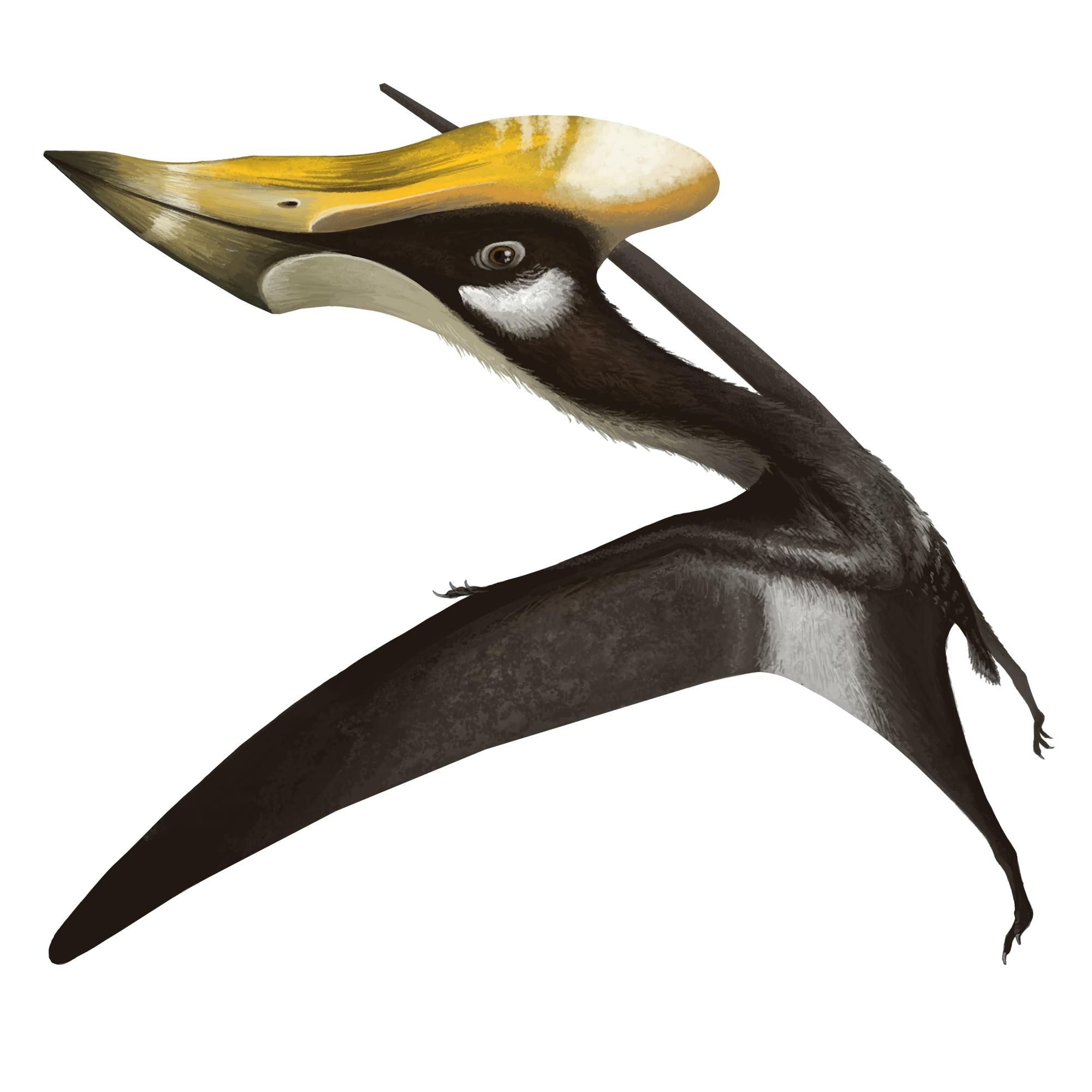 Pteranodon - Pteros