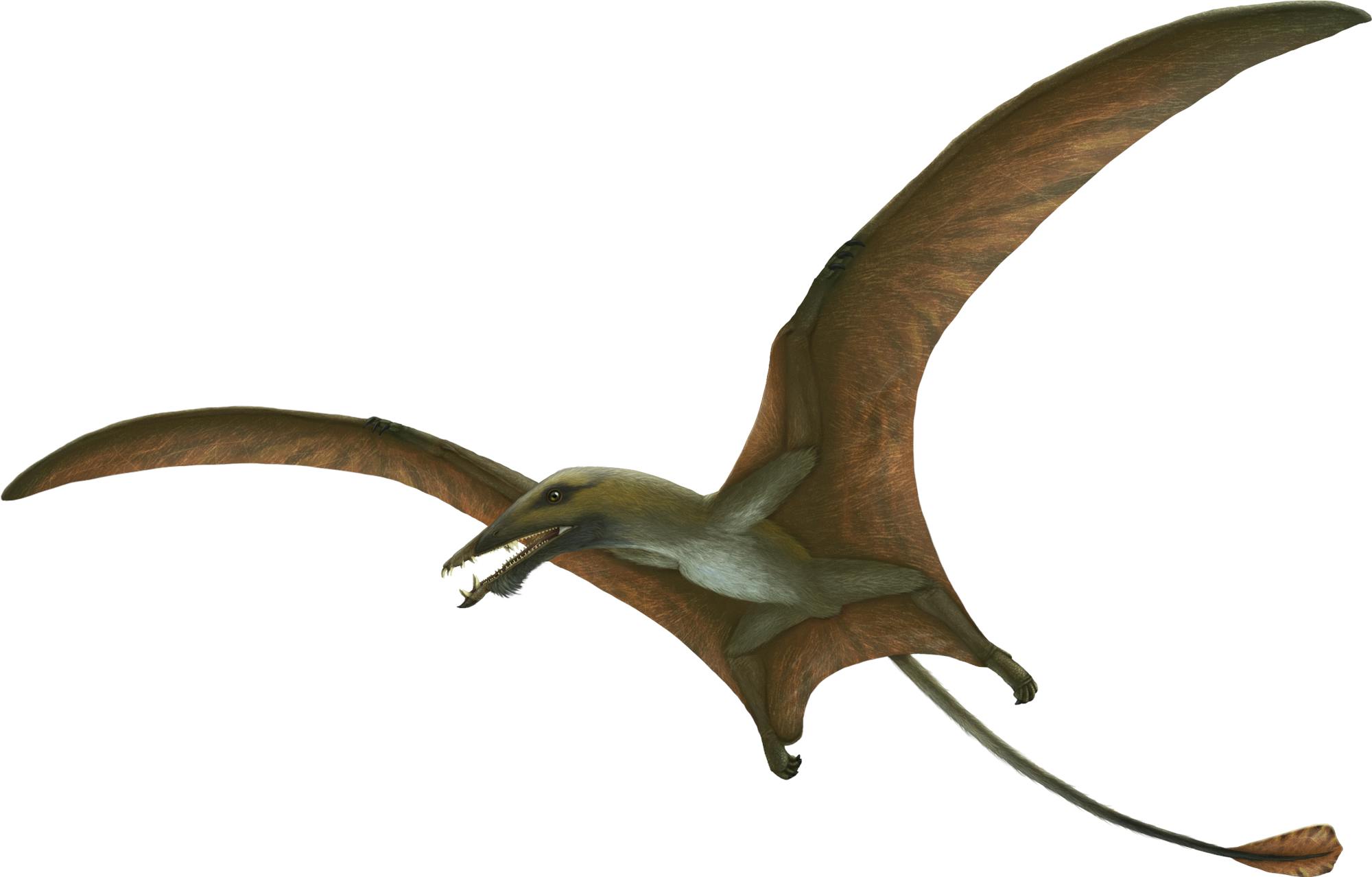Picture of Eudimorphodon