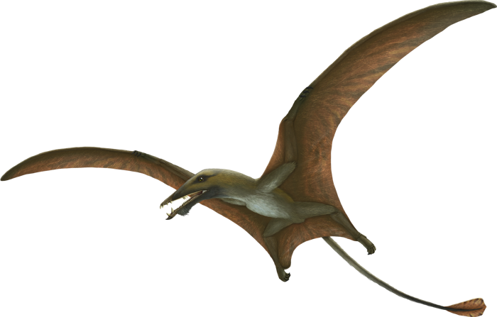 Eudimorphodon