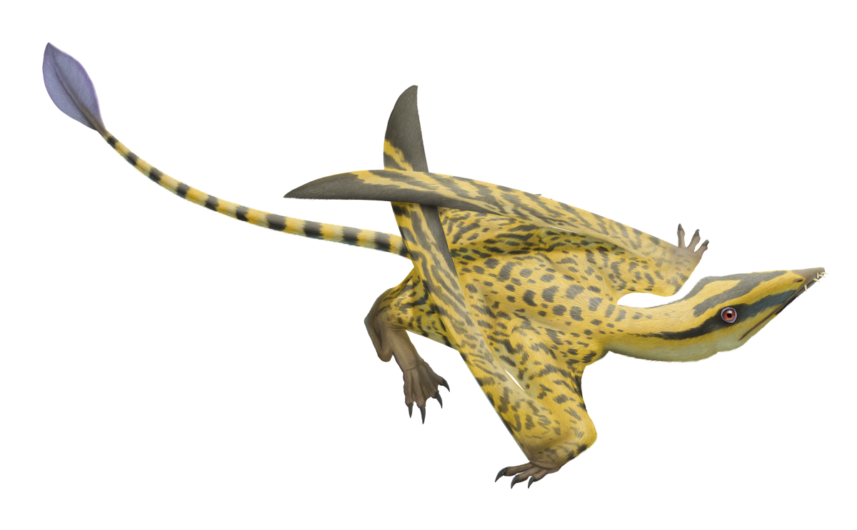 Faxinalipterus