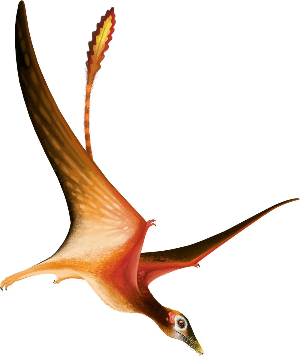 Fenghuangopterus